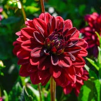 Dekorativdahlia 'Arabian Night'