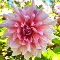 Dekorativdahlia 'Otto’s Thrill'