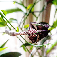 Fallskärmsranka, Ceropegia nilotica