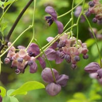 Fembladig akebia 'Silver Bell's', blomma