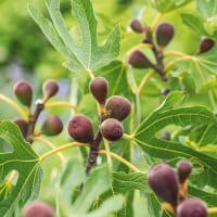 Fikon LITTLE MISS FIGGY ('LMF01'PBR)