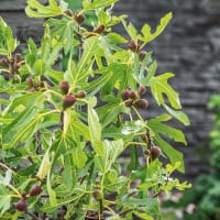 Fikon LITTLE MISS FIGGY ('LMF01'PBR)