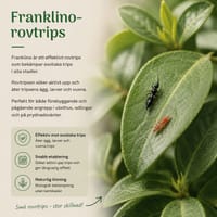 Rovtrips Franklinothrips vespiformis mot exotiska tripsarter