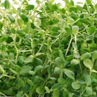 Mikroblad Solrosskott, storpack