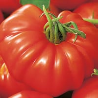 Planta tomat Buffalosteak