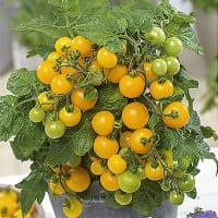 Tomatplanta Balconi Yellow