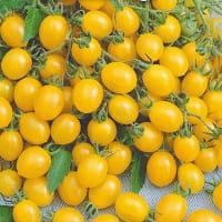Tomatplanta Ildi