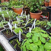 förodling frösådder