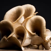 Grå ostronskivling - boxodling svamp