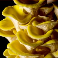 Gul ostronskivling - boxodling svamp