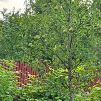 Grundstam päron 'Kirchensaller'