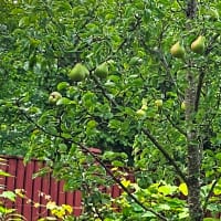 Grundstam päron 'Kirchensaller'