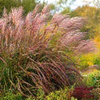 Glansmiskantus 'Purpurascens'
