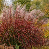 Glansmiskantus 'Roter Pfeil'