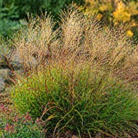 Glansmiskantus 'Yakushima dwarf'