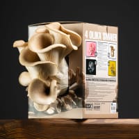 Grå ostronskivling - boxodling svamp