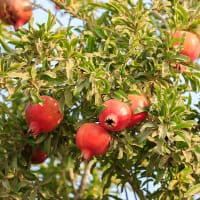 Granatäpple frukt