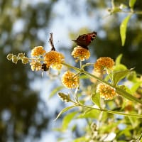 Buddleja x weyeriana Sungold, Weyerbuddleja