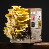 Gul ostronskivling - boxodling svamp