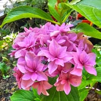 Blomma messelina hortensia