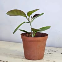 Planta av Hoya australis
