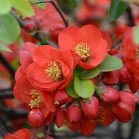 Hybridrosenkvitten 'Crimson and Gold', blomning