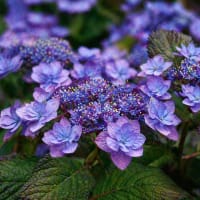 Blommor på hortensia 'Blue Clouds'