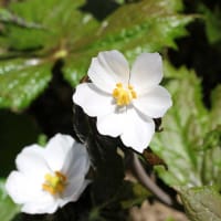 Indiskt fotblad blomma