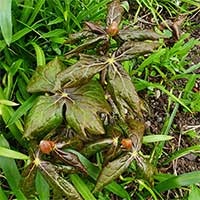 Indiskt fotblad blomma