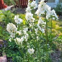 Blågull, vitblommande