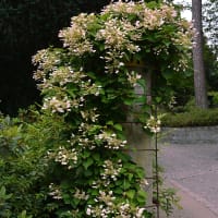Japansk klätterhortensia 'Roseum', blomma