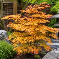 Japansk lönn 'Katsura'