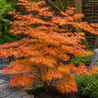 Japansk lönn 'Orange Dream'