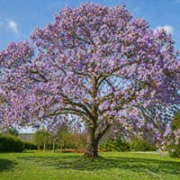 Kejsarträd, Paulownia Tomentosa