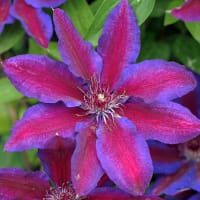 Klematis 'Akaichi'