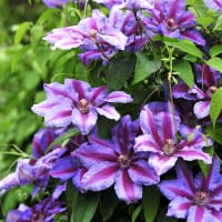 Klematis 'Akaichi'