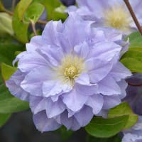 Klematis 'Azure Ball'