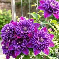 Klematis 'Birthday Girl' ®
