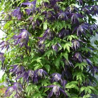Klematis 'Blue Surprise', blomma