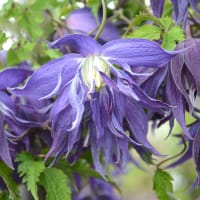 Klematis 'Blue Surprise', blomma