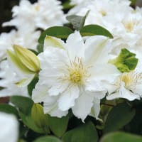 Klematis 'Bride's Bouquet' ®