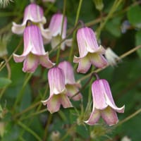 Klematis 'Fay', blommor