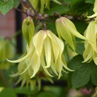 Klematis 'Golden Surprise' ® , blommor
