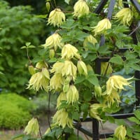 Klematis 'Golden Surprise' ® , blommor