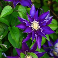 Klematis 'Hakuookan'® 
