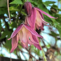 Klematis 'Janny', blomma