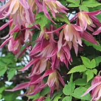 Klematis 'Janny', blomma