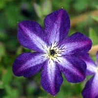 Klematis 'Night Veil', blomma