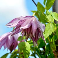 Klematis 'Pink surprise, Blomma