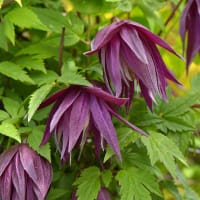 Klematis 'Purple Surprice', blomma